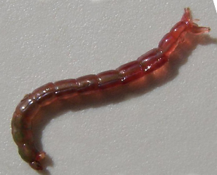 Blood worm